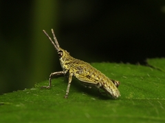 Pyrgomorphidae