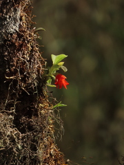 Fernandezia sanguinea