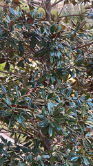 Banksia integrifolia