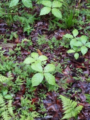 Chloranthus oldhamii