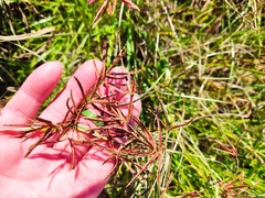 Cyperus rotundus