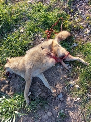 Canis aureus syriacus