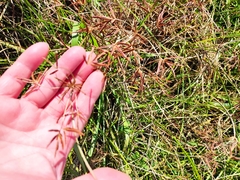 Cyperus rotundus