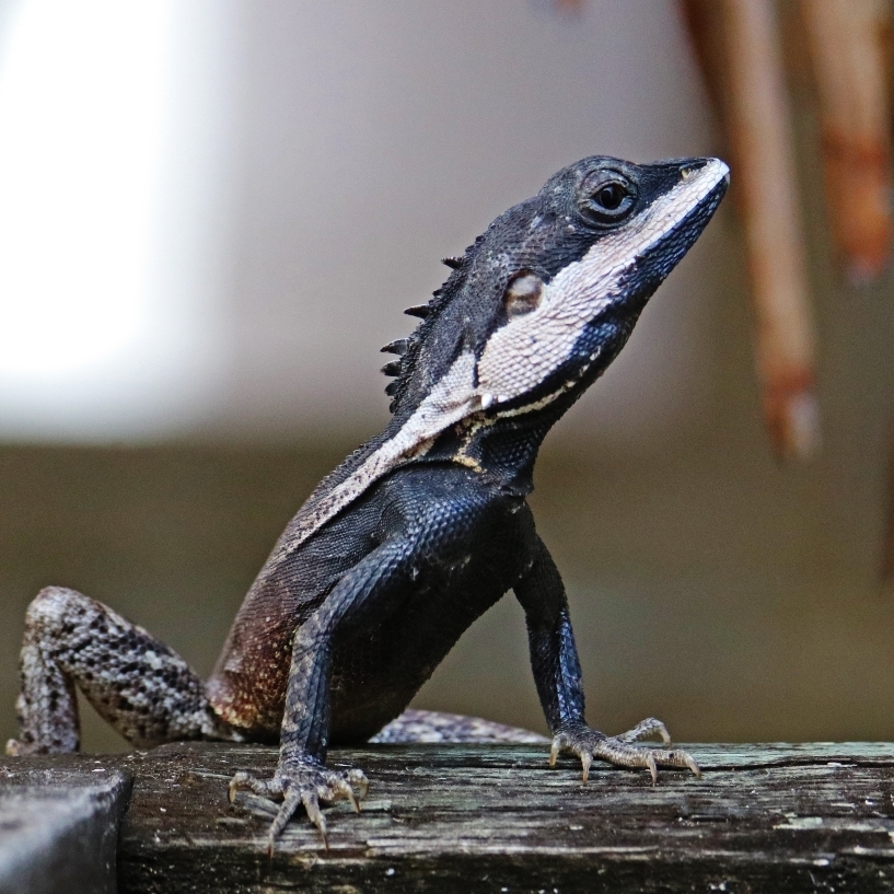 Northern Water Dragons