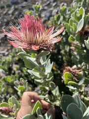 Protea punctata