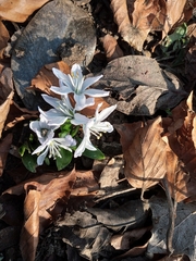 Scilla mischtschenkoana