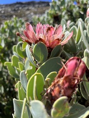 Protea punctata