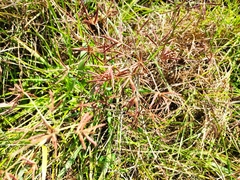 Cyperus rotundus