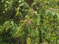 Callicarpa formosana formosana