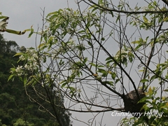 Alniphyllum pterospermum