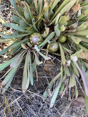 Protea laevis