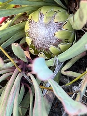 Protea laevis