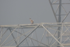 Pelecanus philippensis