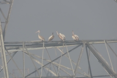 Pelecanus philippensis