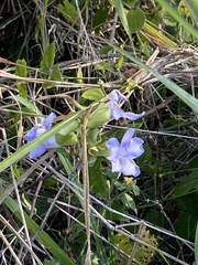 Thunbergia grandiflora