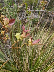 Gaiadendron