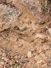Psammodromus edwarsianus