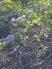 Thunbergia grandiflora