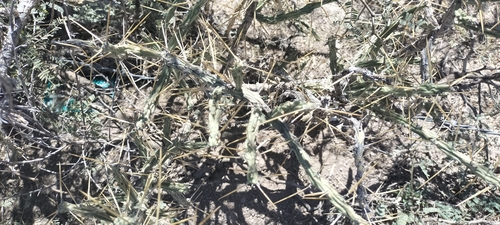 Image of Cylindropuntia kleiniae by (c) Tereso Hernández Morales, some rights reserved (CC BY)