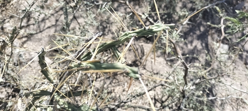 Image of Cylindropuntia kleiniae by (c) Tereso Hernández Morales, some rights reserved (CC BY)