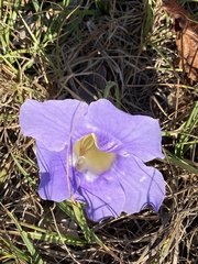 Thunbergia grandiflora