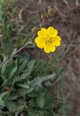 Potentilla gracilis