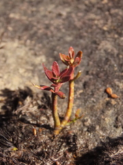 Gaiadendron punctatum