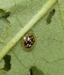 Plagiometriona microcera