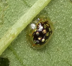 Plagiometriona microcera