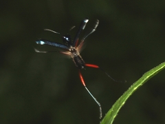 Neocollyris