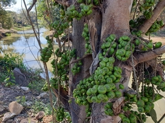 Ficus hispida