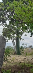 Ceiba trischistandra