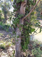 Ficus hispida