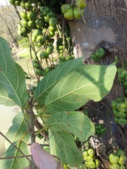 Ficus hispida