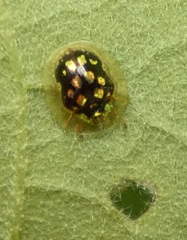 Plagiometriona microcera