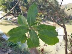 Ficus hispida