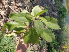 Ficus hispida