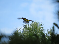 Cacicus chrysopterus