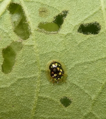 Plagiometriona microcera