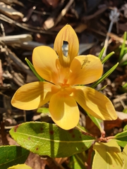 Crocus chrysanthus