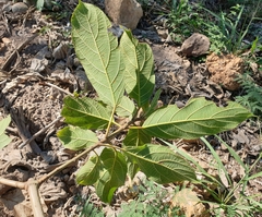 Ficus hispida
