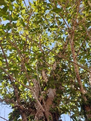 Ficus hispida
