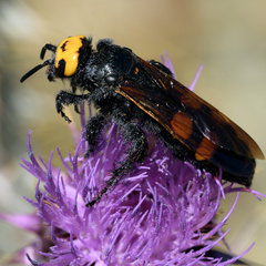 Megascolia maculata