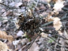 Andricus multiplicatus