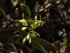 Epidendrum erosum