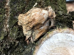 Andricus dentimitratus