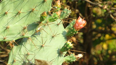 Opuntia stricta
