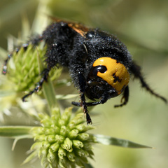 Megascolia maculata