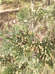 Cupressus sempervirens