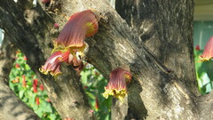 Crescentia alata